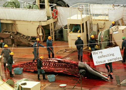 Image source - http://whales.greenpeace.org
